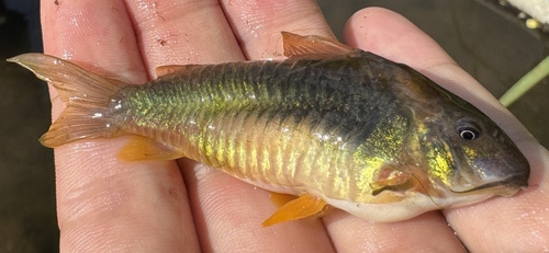 Bronze catfish (Corydoras aeneus) — Callichthyidae — 3