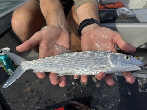 Roundjaw bonefish (Albula glossodonta) — Albulidae — 2