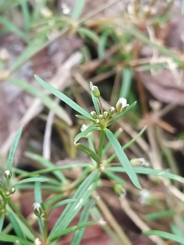 Foto de Peitinho de moça