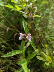 Stachys aspera