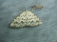 Scopula honestata