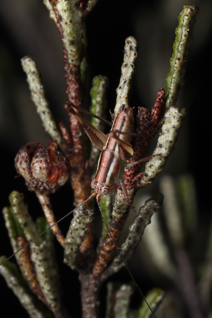 Microtettigonia kangaroo