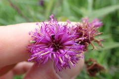 Vernonia fasciculata
