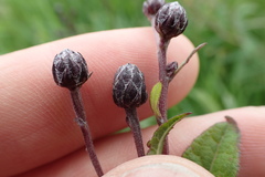 Vernonia fasciculata