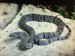 Lampropeltis alterna