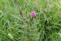 Vernonia fasciculata