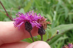 Vernonia fasciculata