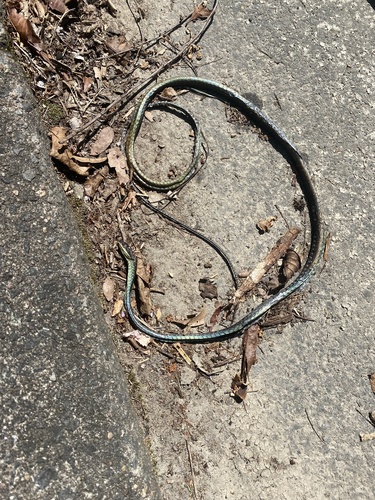 Common Tree Snake sighting