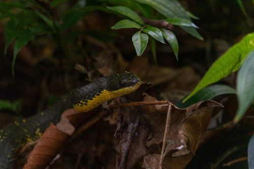 Shropshire's Puffing Snake