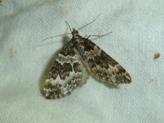 Electrophaes corylata