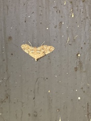 Elophila icciusalis