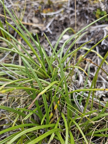 Image of Dolichoglottis lyallii by no rights reserved