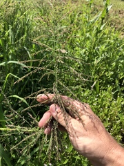 Leptochloa scabra
