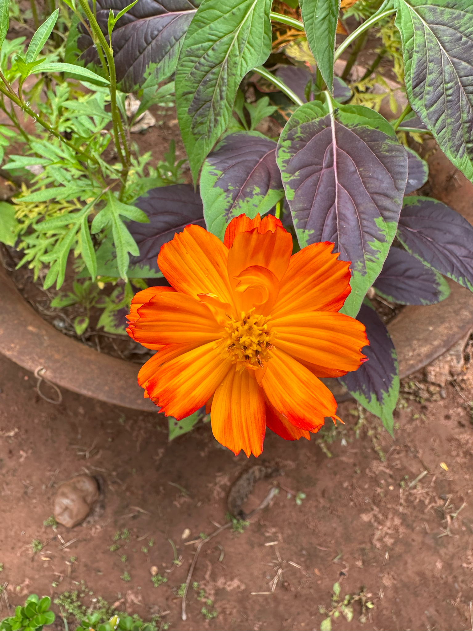 Cosmos sulphureus