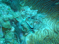 Eques punctatus