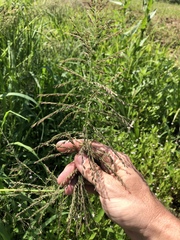 Leptochloa scabra