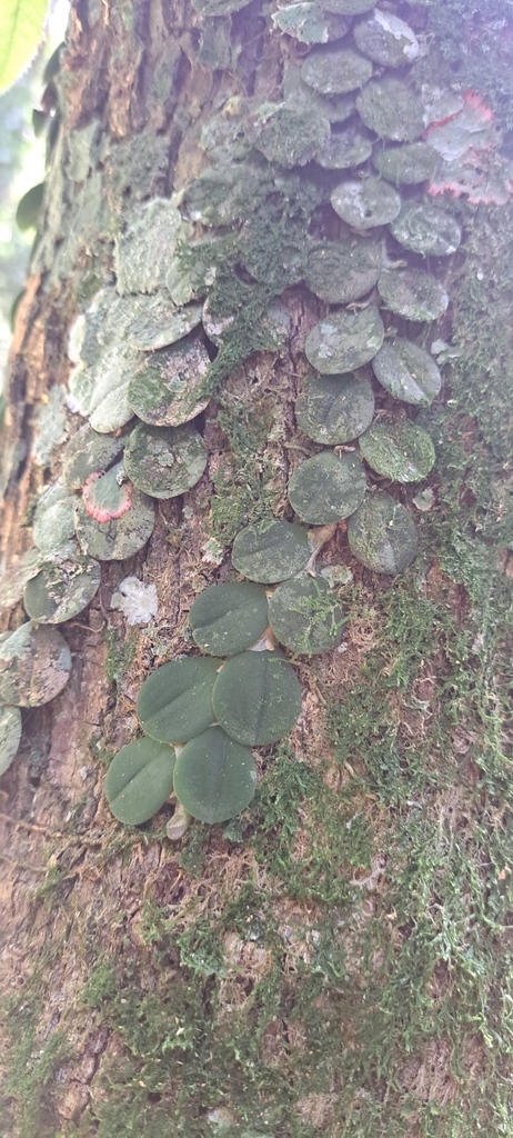 Acianthera hystrix