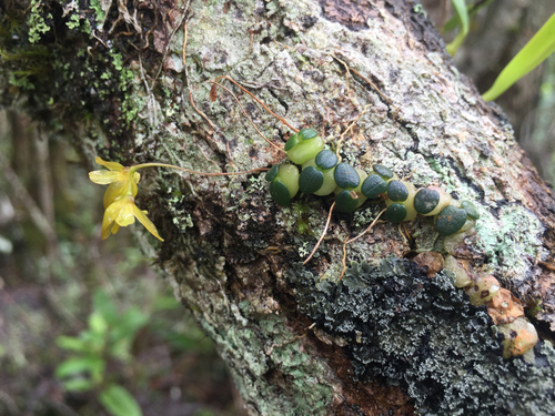 Bulbophyllum sciaphile image