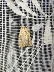 Dichagyris signifera