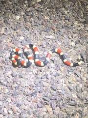 Micruroides euryxanthus