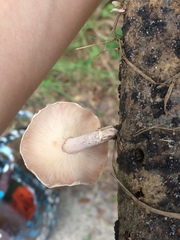 Lentinula
