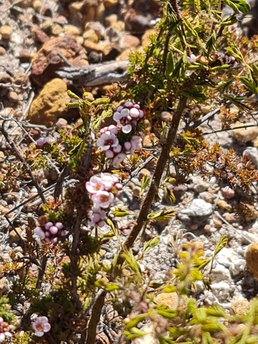 Image of Babingtonia camphorosmae by (c) Belinda Forbes, some rights reserved (CC BY)
