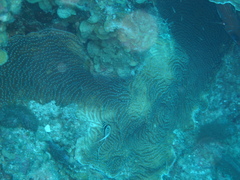 Eques punctatus