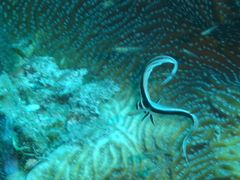 Eques punctatus