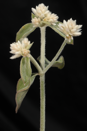 Alternanthera pubiflora, photograph 2