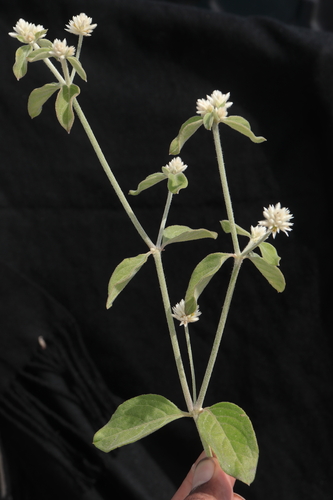 Alternanthera pubiflora