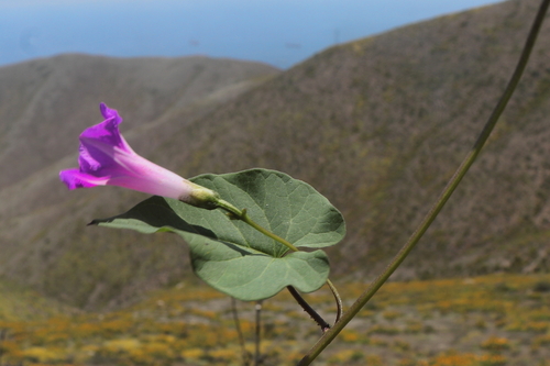 Image of Ipomoea dumetorum by (c) Paúl Gonzáles, some rights reserved (CC BY)