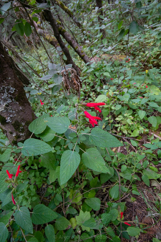 Cardinal Sage from Texcoco, Méx., México on January 4, 2025 at 01:36 PM ...
