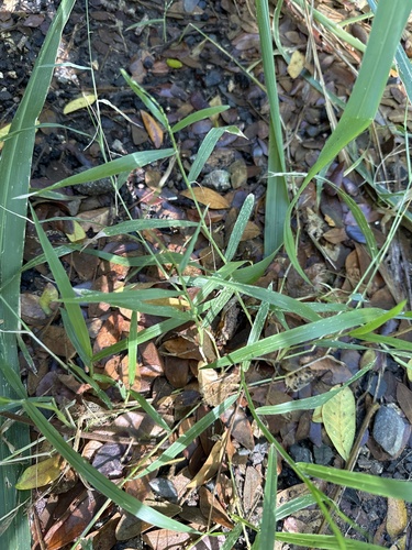 Urochloa distachyos observed 2025-01-14