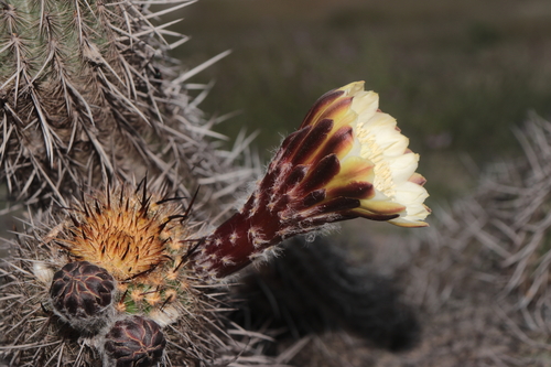 Haageocereus decumbens, photograph 3