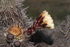 Haageocereus decumbens, photograph (c) Paúl Gonzáles, some rights reserved (CC BY)