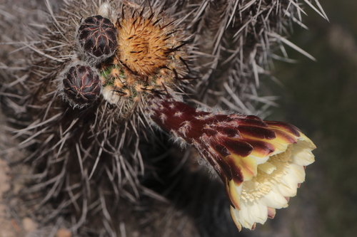 Haageocereus decumbens, photograph 4