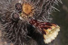 Haageocereus decumbens, photograph (c) Paúl Gonzáles, some rights reserved (CC BY)