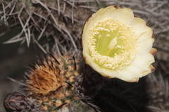 Haageocereus decumbens, photograph (c) Paúl Gonzáles, some rights reserved (CC BY)