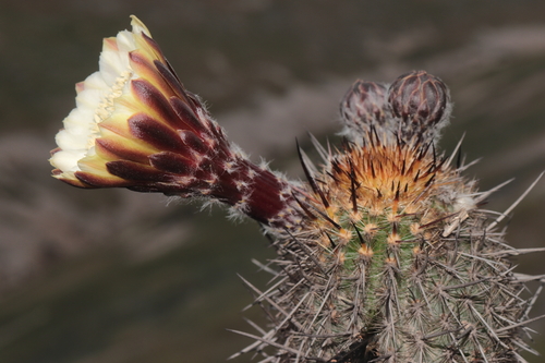 Haageocereus decumbens, photograph 6