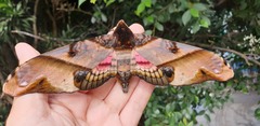 Amplypterus panopus