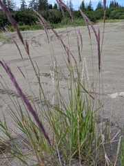 Elymus alaskanus