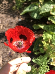 Papaver commutatum