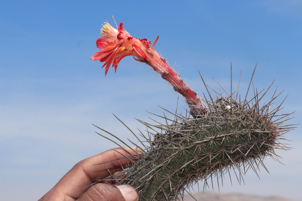 Cleistocactus sextonianus (Backeb.) D.R.Hunt
