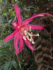 Passiflora semiciliosa, photograph Sylvain Eichhorn, CC BY, iNaturalist via GBIF