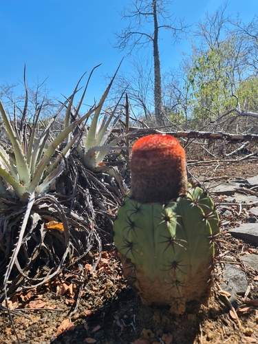 Melocactus levitestatus