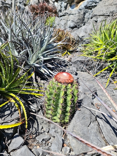 Melocactus levitestatus