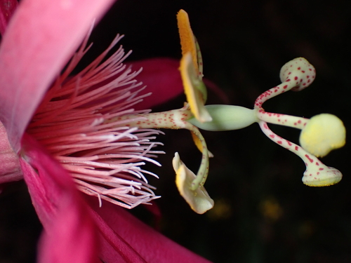 Passiflora semiciliosa, photograph 1