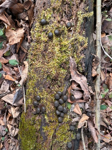 Swamp Rabbit photographed in Alabama