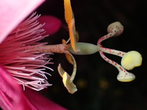 Passiflora semiciliosa, photograph 3