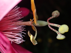 Passiflora semiciliosa, photograph Sylvain Eichhorn, CC BY, iNaturalist via GBIF